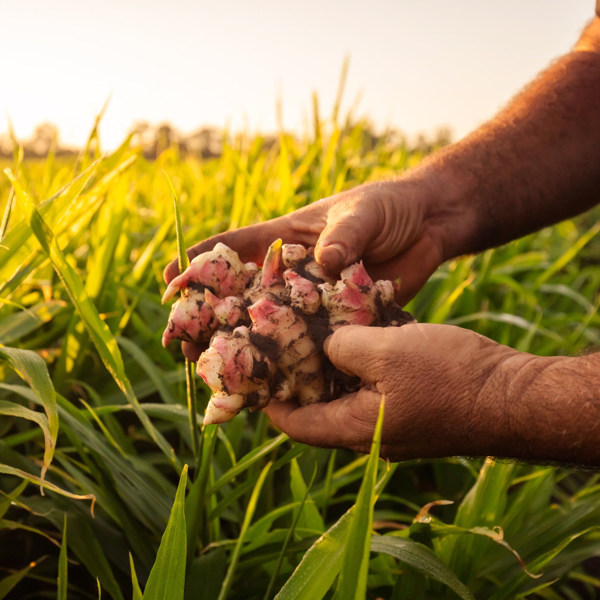 375mL Bundaberg Ginger Beer (24) - Image 4